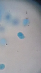 Clitocybe truncicola