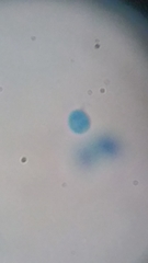 Clitocybe truncicola