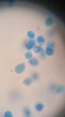 Clitocybe truncicola