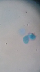 Clitocybe truncicola