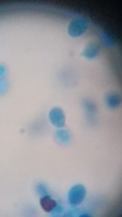 Clitocybe truncicola