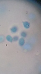 Clitocybe truncicola