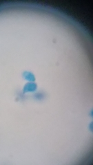 Clitocybe truncicola