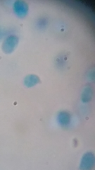 Clitocybe truncicola