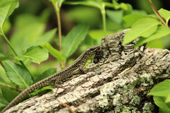 Podarcis muralis maculiventris