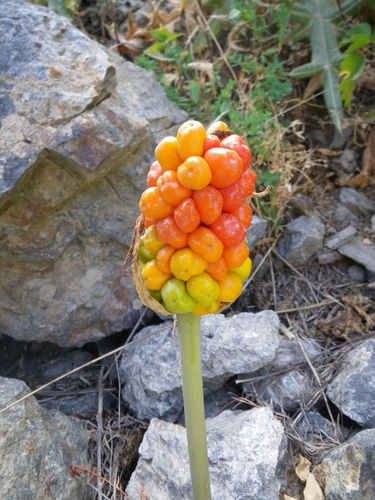Arum korolkowii (Arum korolkowii)