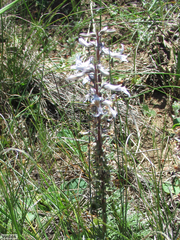 Cyphia bulbosa