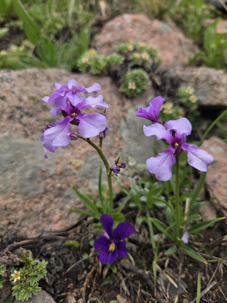 Parrya stenocarpa