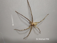 Heteropoda venatoria