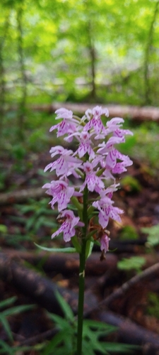 Common Spotted Orchid