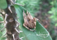 Araneidae