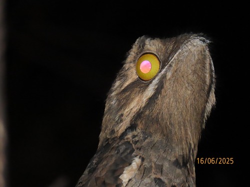 Common Potoo