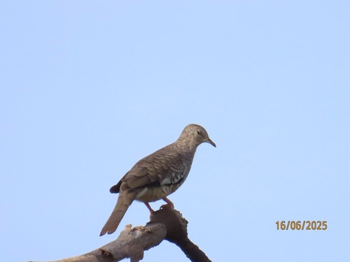 Scaled Dove