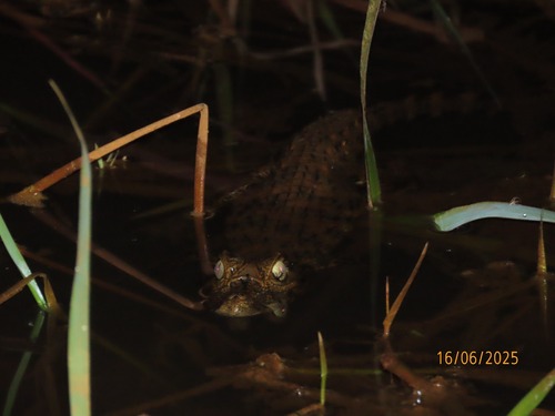 Broad-snouted Caiman