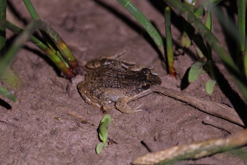 Pointedbelly Frog