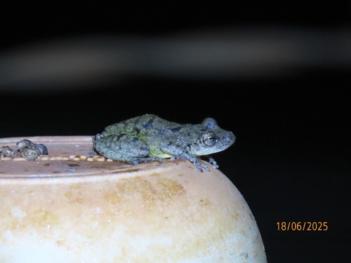 Fuscous-blotched Snouted Tree Frog