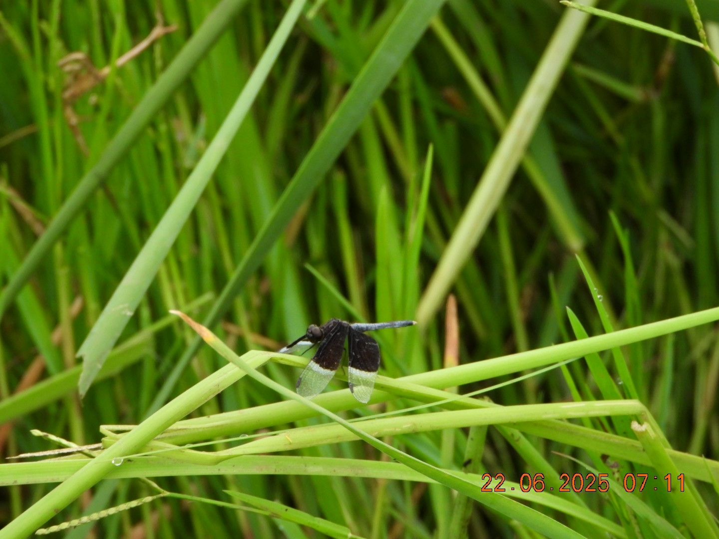 Pied Paddy Skimmer