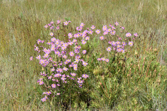 Senecio multibracteatus