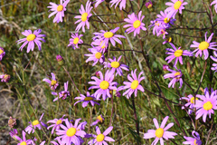 Senecio multibracteatus