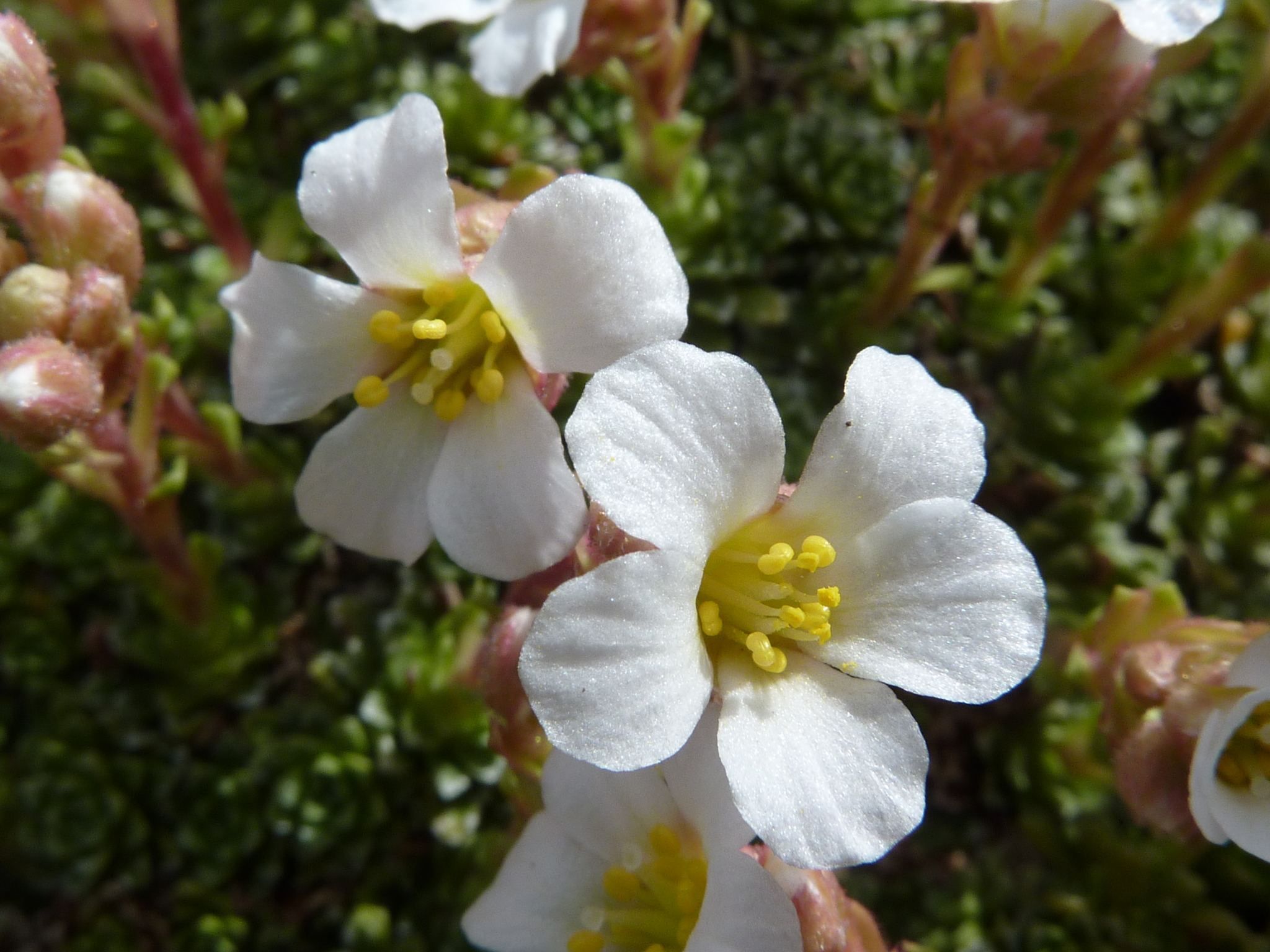 Kabschia saxifrage (Saxifraga marginata)  iNaturalist
