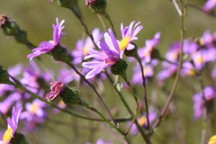 Senecio multibracteatus
