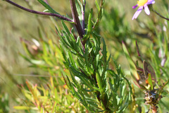 Senecio multibracteatus