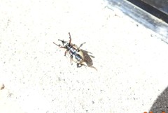Sphenophorus aequalis