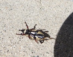 Sphenophorus aequalis