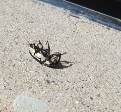 Sphenophorus aequalis