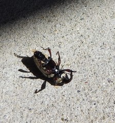 Sphenophorus aequalis