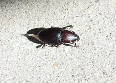 Sphenophorus aequalis