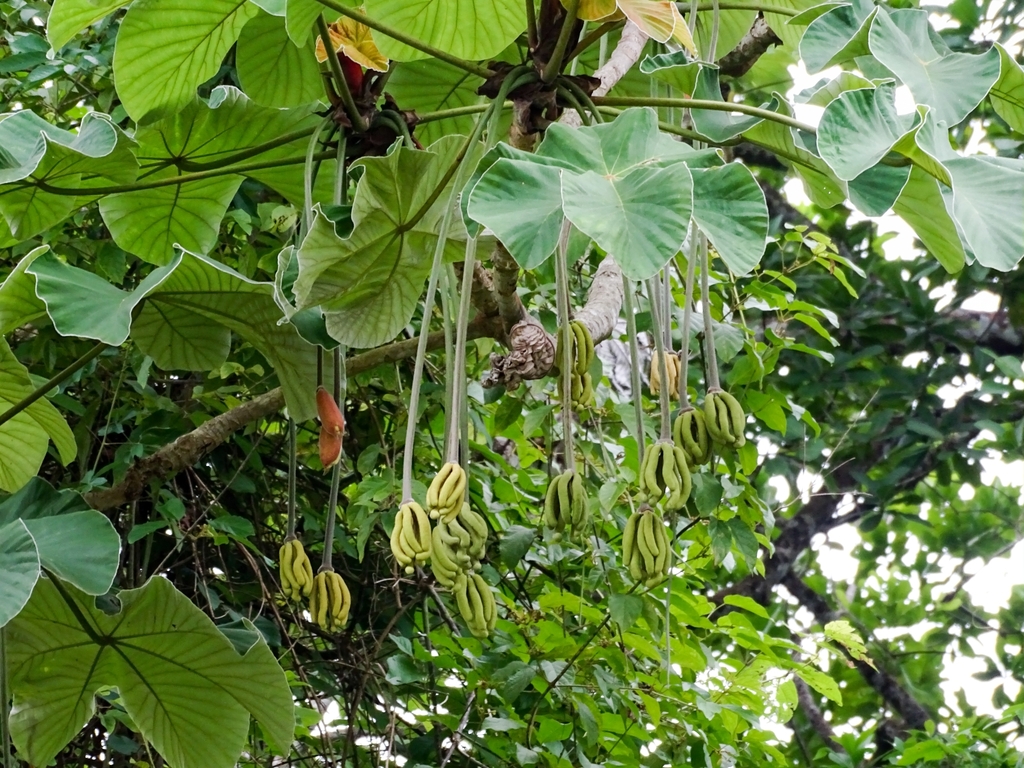 Cecropia longipes