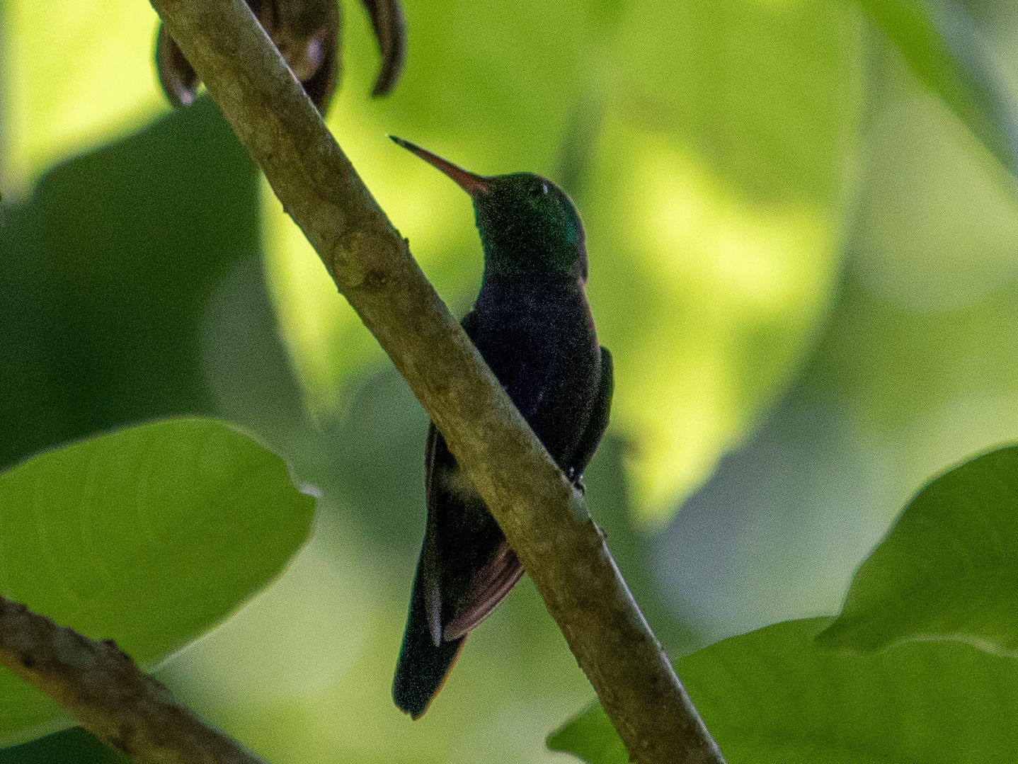 Violet-bellied Hummingbird (Chlorestes julie), photo 9
