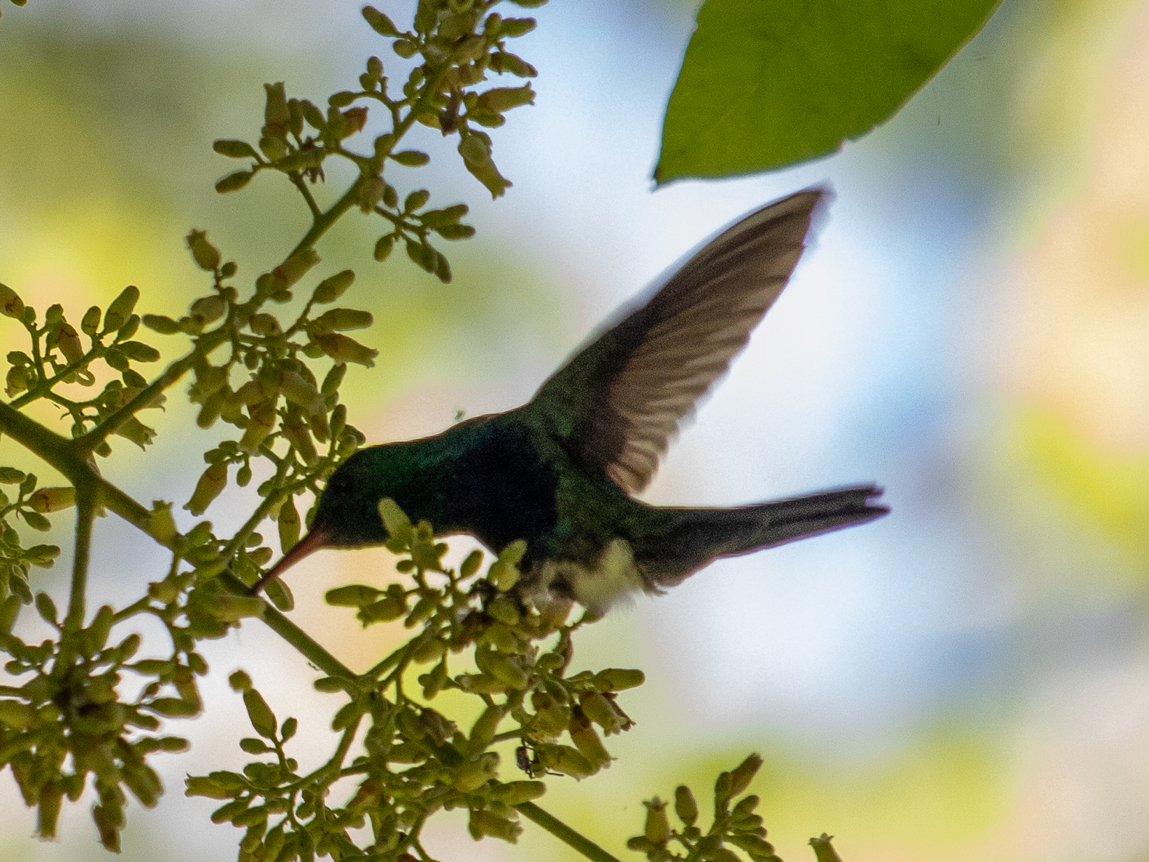 Violet-bellied Hummingbird (Chlorestes julie), photo 10