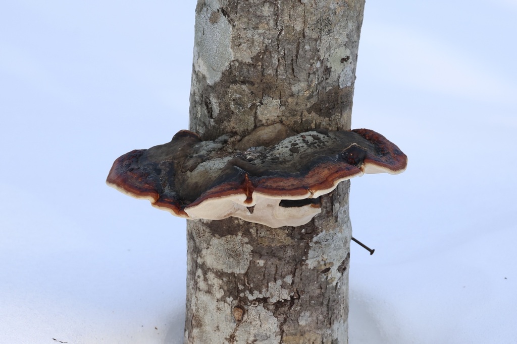 Fomitopsis pinicola · March 2025 · photo: © andrewholle (iNaturalist, CC)