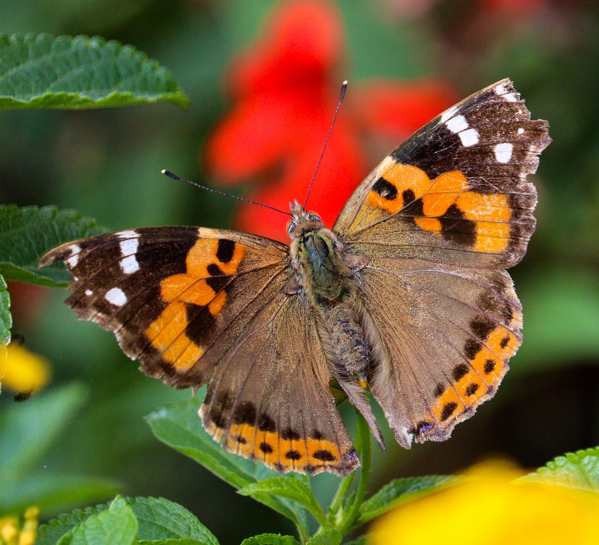 Indian Red Admiral