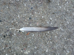 Columba livia domestica