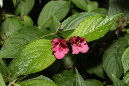 Weigela florida