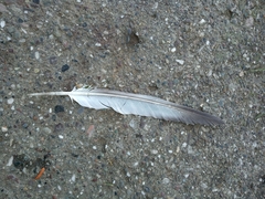 Columba livia domestica