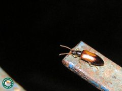 Statira