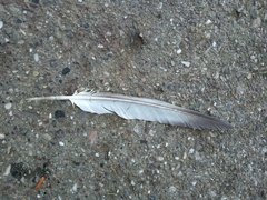 Columba livia domestica