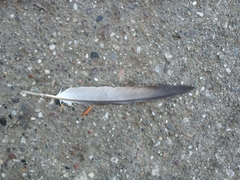 Columba livia domestica