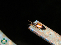 Statira