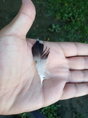 Columba livia domestica