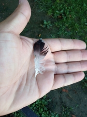 Columba livia domestica
