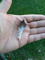 Columba livia domestica