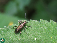 Strongylium crenatum