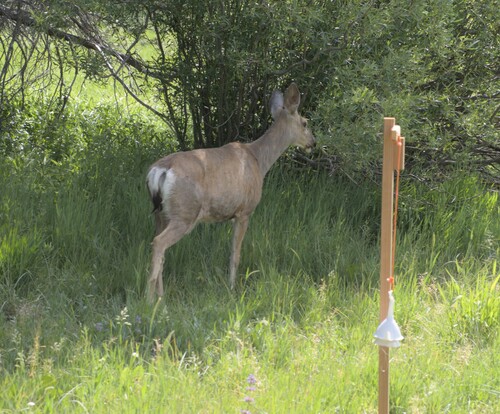 iNaturalist observation photo of Mule Deer