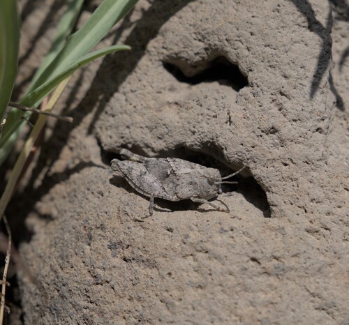 iNaturalist observation photo of Bandwing Grasshoppers