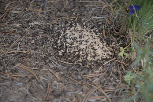 iNaturalist observation photo of integra-group Field and Mound Ants